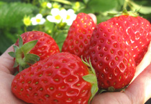 Tateyama Tourism Strawberry Picking Center and Tateyama Strawberry Picking Center